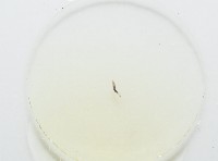魚賁類絛蟲藏品圖，第3張