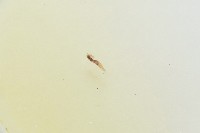 魚賁類絛蟲藏品圖，第3張