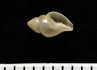 觀音渦筆螺藏品圖，第3張