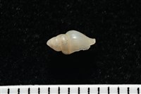 觀音渦筆螺藏品圖，第5張
