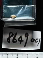 觀音渦筆螺藏品圖，第6張