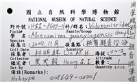 觀音渦筆螺藏品圖，第8張