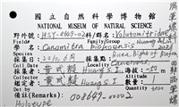 西非渦筆螺藏品圖，第12張