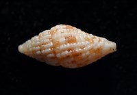 繽紛渦筆螺藏品圖，第3張