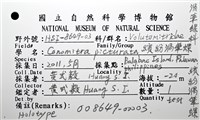 繽紛渦筆螺藏品圖，第8張