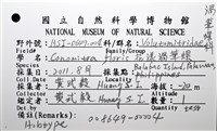 花漾渦筆螺藏品圖，第6張