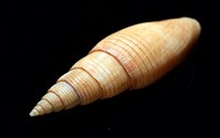 靈犀筆螺藏品圖，第13張
