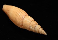 靈犀筆螺藏品圖，第14張