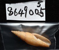靈犀筆螺藏品圖，第17張