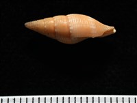 彩鳳筆螺藏品圖，第2張