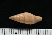 彩鳳筆螺藏品圖，第6張