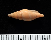 彩鳳筆螺藏品圖，第7張