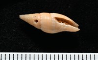 彩鳳筆螺藏品圖，第8張