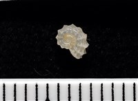 菲律賓花冠螺藏品圖，第3張
