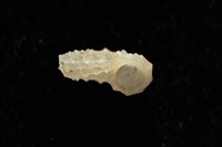 菲律賓花冠螺藏品圖，第4張