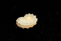 菲律賓花冠螺藏品圖，第7張