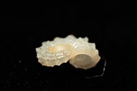菲律賓花冠螺藏品圖，第8張