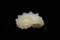 菲律賓花冠螺藏品圖，第9張