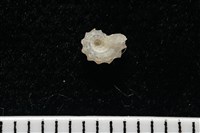 菲律賓花冠螺藏品圖，第10張