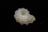 菲律賓花冠螺藏品圖，第14張