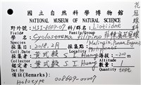 菲律賓花冠螺藏品圖，第20張