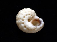 環上花冠螺藏品圖，第4張