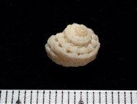 環上花冠螺藏品圖，第5張