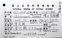 環上花冠螺藏品圖，第14張