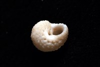 荔枝花冠螺藏品圖，第5張