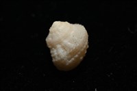 荔枝花冠螺藏品圖，第7張