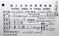 荔枝花冠螺藏品圖，第14張