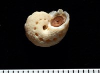 換日線花冠螺藏品圖，第8張