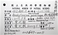 孤鴻花冠螺藏品圖，第20張