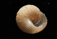 千島國鐘螺藏品圖，第8張