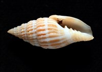 展翼蛹筆螺藏品圖，第2張
