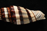 菜鳥蛹筆螺藏品圖，第8張