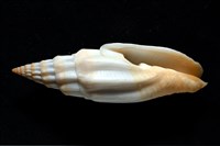 老鳥蛹筆螺藏品圖，第3張