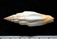 老鳥蛹筆螺藏品圖，第6張