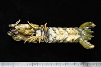 大指蝦蛄藏品圖，第8張