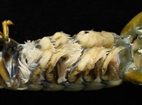 大指蝦蛄藏品圖，第9張