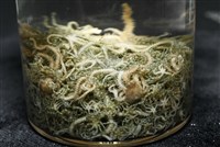 沙氏輻蛇尾藏品圖，第11張