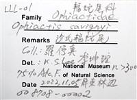 沙氏輻蛇尾藏品圖，第13張