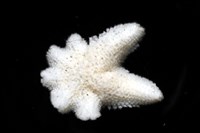 伯頓海燕藏品圖，第3張
