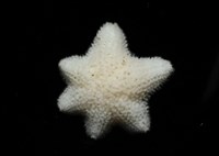 伯頓海燕藏品圖，第5張