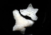 伯頓海燕藏品圖，第7張