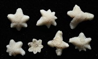伯頓海燕藏品圖，第9張