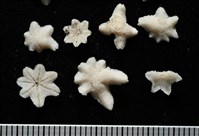 伯頓海燕藏品圖，第10張