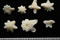 伯頓海燕藏品圖，第11張