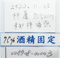 伯頓海燕藏品圖，第12張