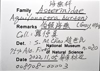 伯頓海燕藏品圖，第14張